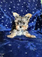 Sam, a male Yorkshire Terrier for sale in Albuquerque, NM – 3 of 7