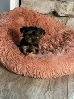 Precious, a female Yorkshire Terrier for sale in Albuquerque, NM – 4 of 10