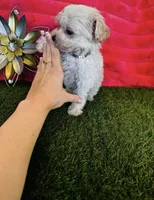 Poppy, a female Maltipoo for sale in Albuquerque, NM – 4 of 7