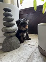 Zen, a male Yorkshire Terrier for sale in Albuquerque, NM – 1 of 5
