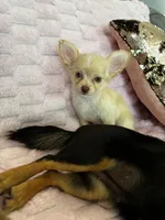 Chloe, a female Chihuahua for sale in Albuquerque, NM – 6 of 10