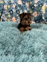 Atticus, a male Yorkshire Terrier for sale in Albuquerque, NM – 1 of 6