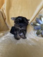 Tiny Toes (Snuggles), a male Yorkshire Terrier for sale in Albuquerque, NM – 5 of 7