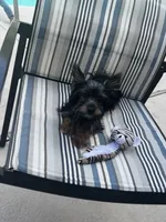 Sunny, a male Yorkshire Terrier for sale in Albuquerque, NM – 3 of 5