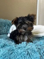 Miggie, a male Yorkshire Terrier for sale in Albuquerque, NM – 3 of 5