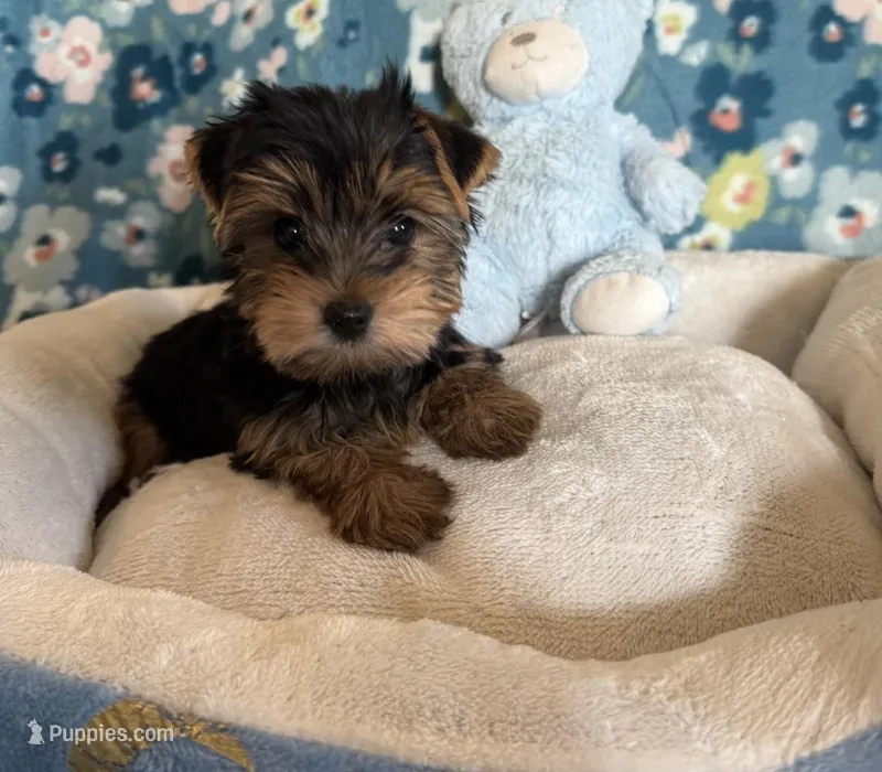 Pookie Bear – Yorkshire Terrier puppy for sale in Rio Rancho, NM