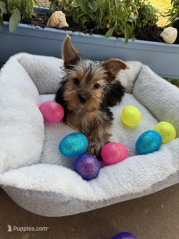 Honey bunny  – Yorkshire Terrier puppy for sale in Albuquerque, NM