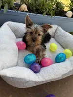 Honey bunny , a male Yorkshire Terrier for sale in Albuquerque, NM – Photo 1 of 5