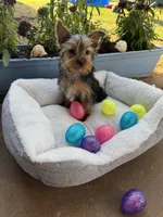 Honey bunny , a male Yorkshire Terrier for sale in Albuquerque, NM – Photo 5 of 5