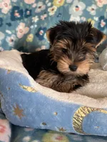 Pookie Bear, a male Yorkshire Terrier for sale in Rio Rancho, NM – Photo 5 of 7