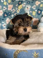 Pookie Bear, a male Yorkshire Terrier for sale in Rio Rancho, NM – Photo 6 of 7