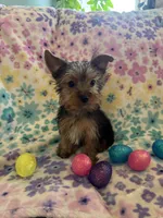 Honey bunny , a male Yorkshire Terrier for sale in Albuquerque, NM – Photo 3 of 5