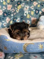 Pookie Bear, a male Yorkshire Terrier for sale in Rio Rancho, NM – Photo 3 of 7