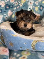 Pookie Bear, a male Yorkshire Terrier for sale in Rio Rancho, NM – Photo 4 of 7