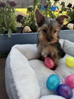 Honey bunny , a male Yorkshire Terrier for sale in Albuquerque, NM – Photo 2 of 5