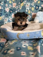 Pookie Bear, a male Yorkshire Terrier for sale in Rio Rancho, NM – Photo 2 of 7