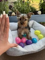 Honey bunny , a male Yorkshire Terrier for sale in Albuquerque, NM – Photo 4 of 5