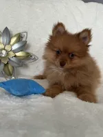 Macrick, a male Pomeranian for sale in Rio Rancho, NM – Photo 7 of 7