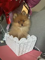 Macrick, a male Pomeranian for sale in Rio Rancho, NM – Photo 1 of 7