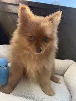 Macrick, a male Pomeranian for sale in Rio Rancho, NM – Photo 6 of 7