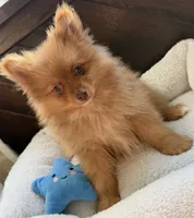 Macrick, a male Pomeranian for sale in Rio Rancho, NM – Photo 5 of 7