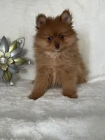 Macrick, a male Pomeranian for sale in Rio Rancho, NM – Photo 4 of 7