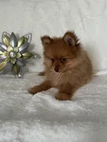 Macrick, a male Pomeranian for sale in Rio Rancho, NM – Photo 2 of 7