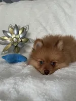 Macrick, a male Pomeranian for sale in Rio Rancho, NM – Photo 3 of 7