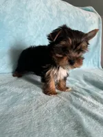 Tobin, a male Yorkshire Terrier for sale in Rio Rancho, NM – Photo 2 of 5