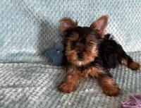 Nico, a male Yorkshire Terrier for sale in Amarillo, TX – Photo 1 of 5