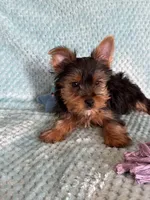 Nico, a male Yorkshire Terrier for sale in Amarillo, TX – Photo 4 of 5