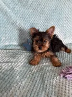 Nico, a male Yorkshire Terrier for sale in Amarillo, TX – Photo 3 of 5