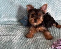 Nico, a male Yorkshire Terrier for sale in Amarillo, TX – Photo 2 of 5