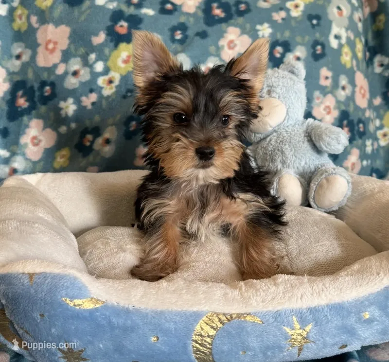 Tobin – Yorkshire Terrier puppy for sale in Rio Rancho, NM