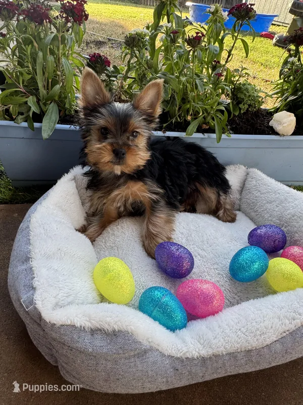 Nico – Yorkshire Terrier puppy for sale in Albuquerque, NM