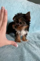 Tobin, a male Yorkshire Terrier for sale in Rio Rancho, NM – Photo 4 of 5