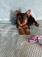 Nico, a male Yorkshire Terrier for sale in Amarillo, TX – Photo 5 of 5