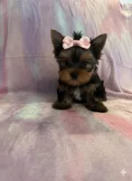 Lacie, a female Yorkshire Terrier for sale in Rio Rancho, NM – Photo 1 of 4