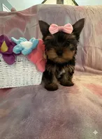 Lacie, a female Yorkshire Terrier for sale in Rio Rancho, NM – Photo 2 of 4