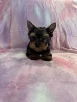 Lacie, a female Yorkshire Terrier for sale in Rio Rancho, NM – Photo 4 of 4