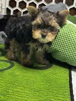 Sammy, a male Yorkshire Terrier for sale in Albuquerque, NM – 2 of 7