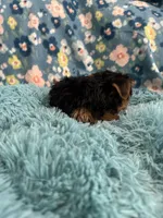 Atticus, a male Yorkshire Terrier for sale in Albuquerque, NM – 3 of 6