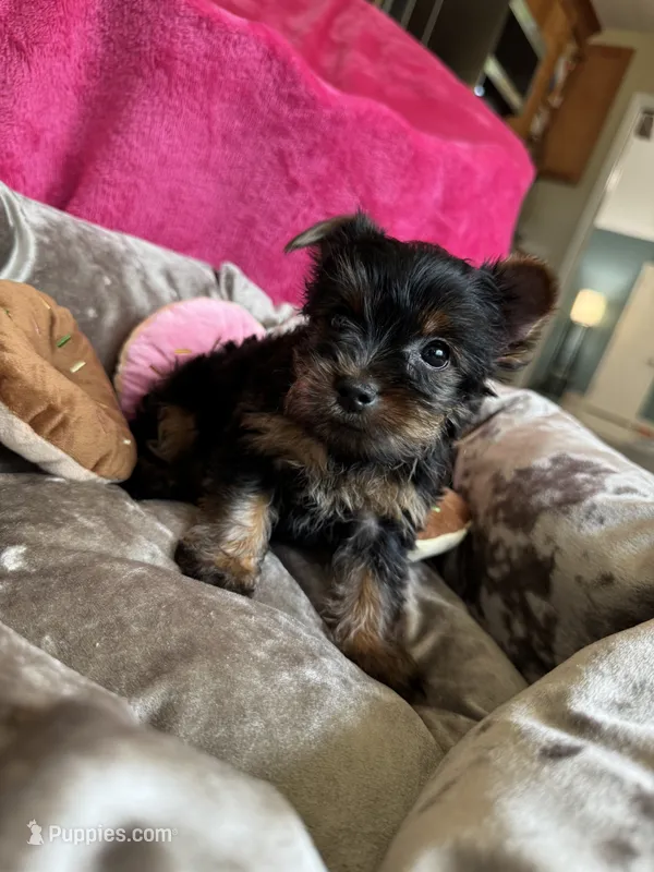 Sally – Yorkshire Terrier puppy for sale in Albuquerque, NM