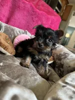 Sally, a female Yorkshire Terrier for sale in Albuquerque, NM – 1 of 7