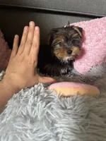 Blossom, a female Yorkshire Terrier for sale in Albuquerque, NM – 5 of 5