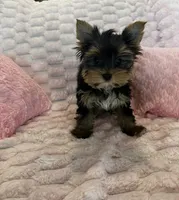Dior, a female Yorkshire Terrier for sale in Albuquerque, NM – 2 of 9