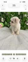 Milo, a male Maltese for sale in Albuquerque, NM – 3 of 7