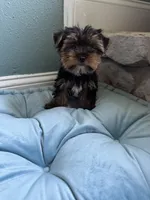 Zen, a male Yorkshire Terrier for sale in Albuquerque, NM – 5 of 5