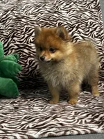 Teddy, a male Pomeranian for sale in Albuquerque, NM – 4 of 6