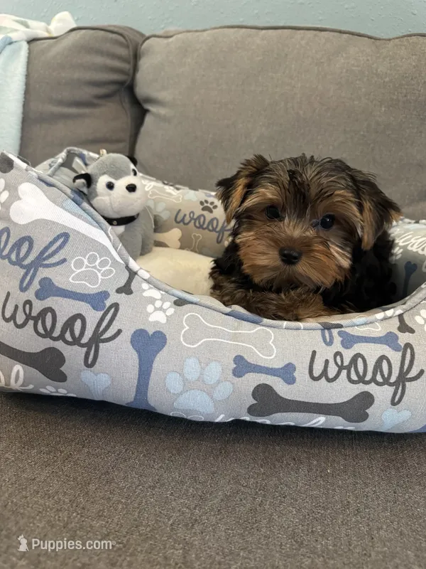 Cosmo – Yorkshire Terrier puppy for sale in Albuquerque, NM